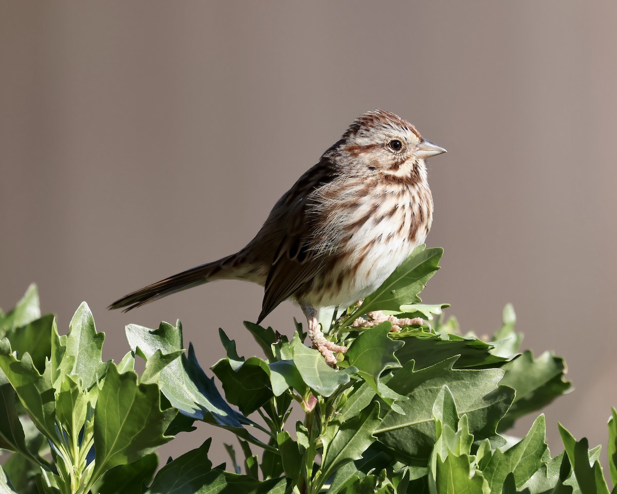 Song Sparrow - ML611913590