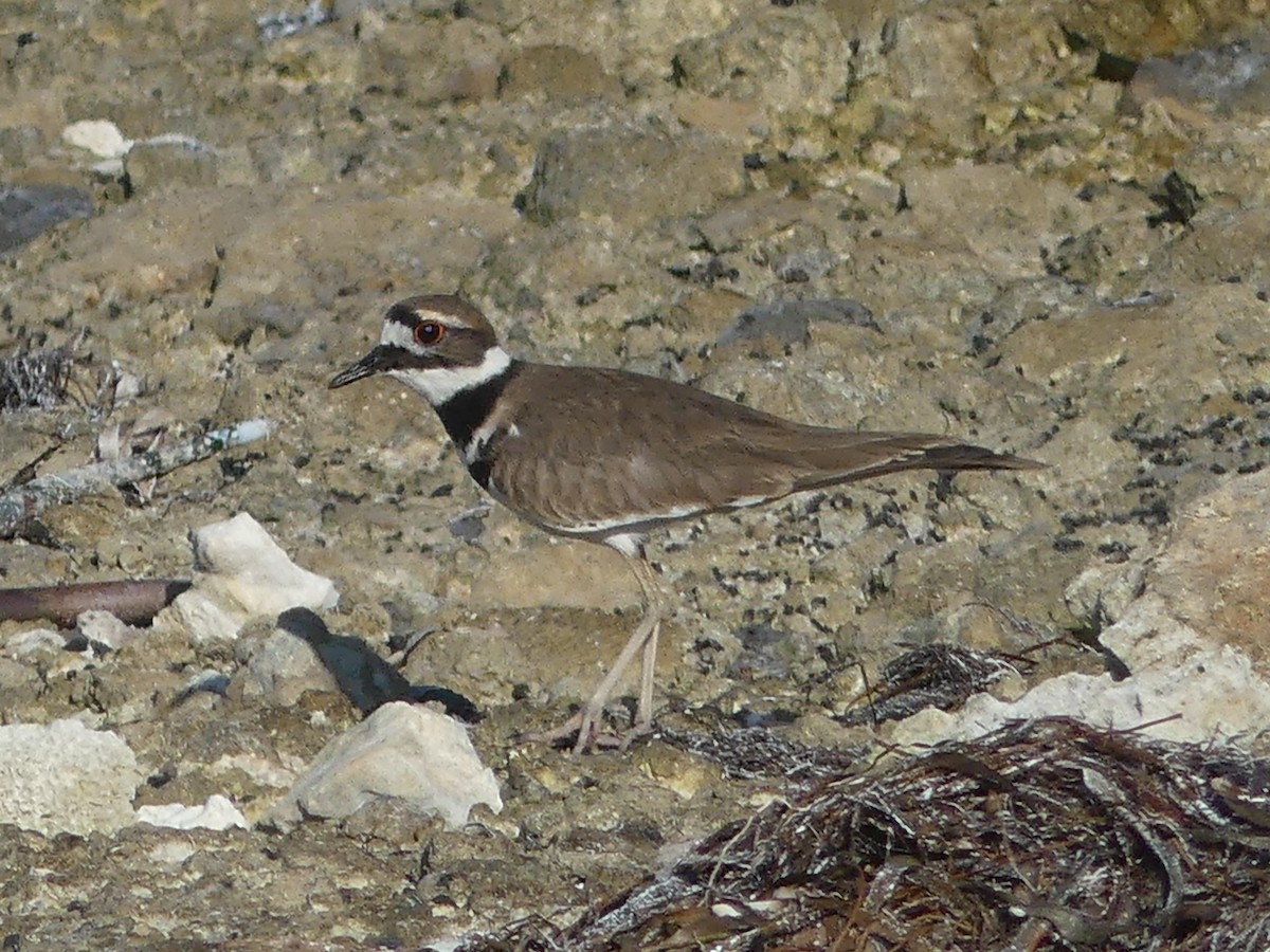 Killdeer - ML611913620