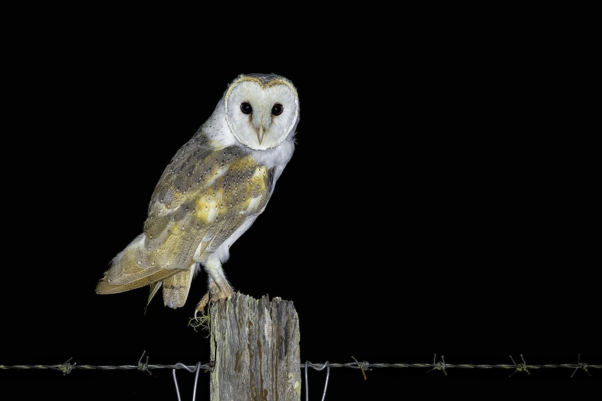 Barn Owl - ML611913625