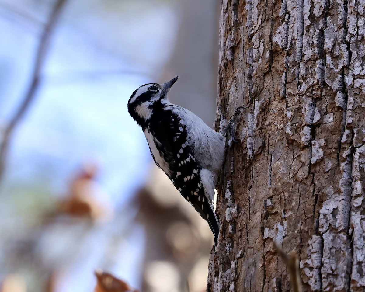 Hairy Woodpecker - ML611913639