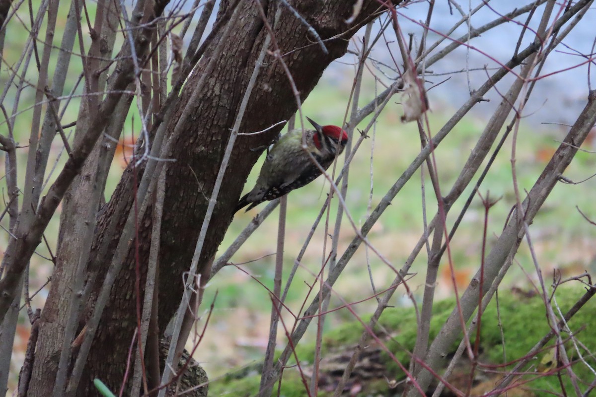 Yellow-bellied Sapsucker - ML611913724