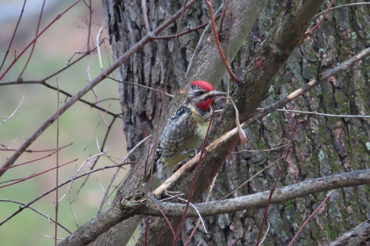 Yellow-bellied Sapsucker - ML611913734