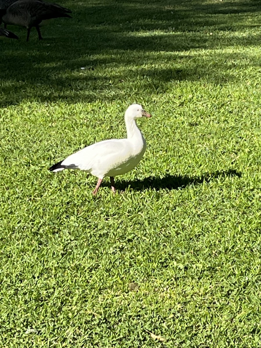 Ross's Goose - ML611913789