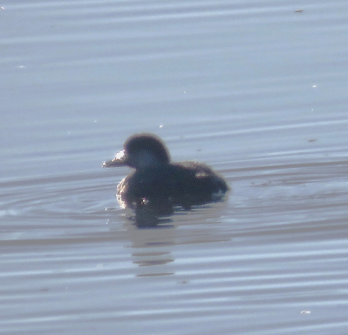 Black Scoter - ML611913809