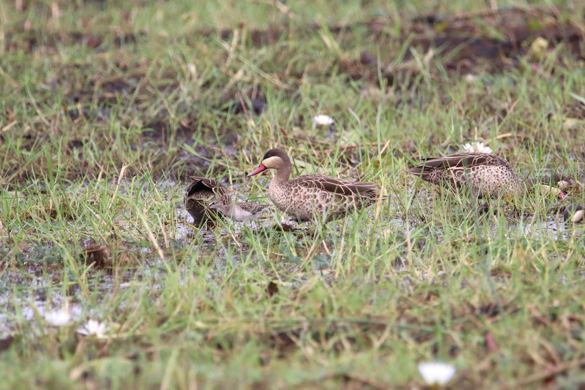 Red-billed Duck - ML611913834