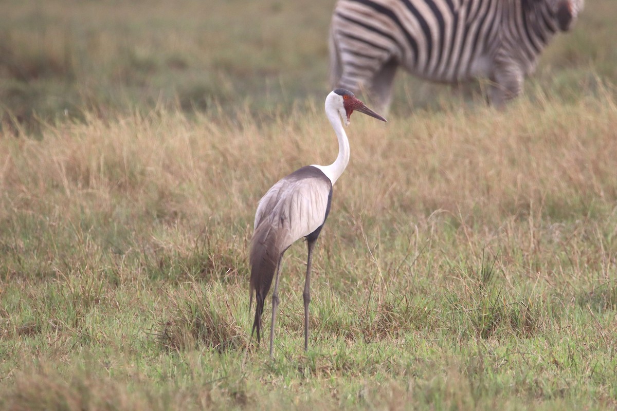 Wattled Crane - Patrick Sysiong