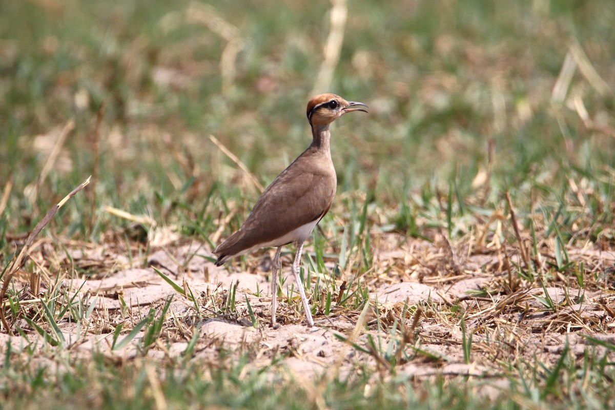 Temminck's Courser - ML611913871