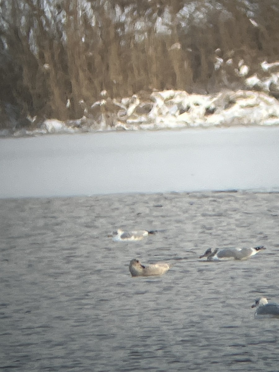 Gaviota Groenlandesa - ML611913873