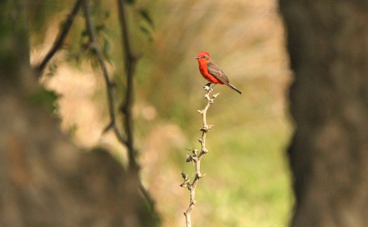 Vermilion Flycatcher - Simon Davies