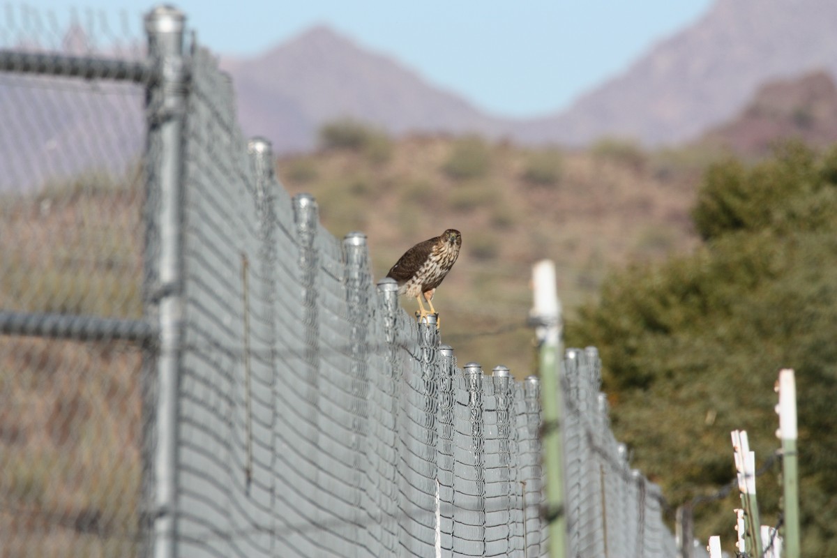 Cooper's Hawk - ML611913932