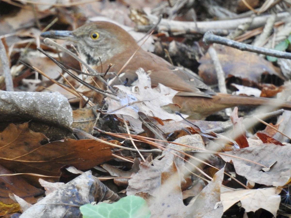 Brown Thrasher - Alan Pollard