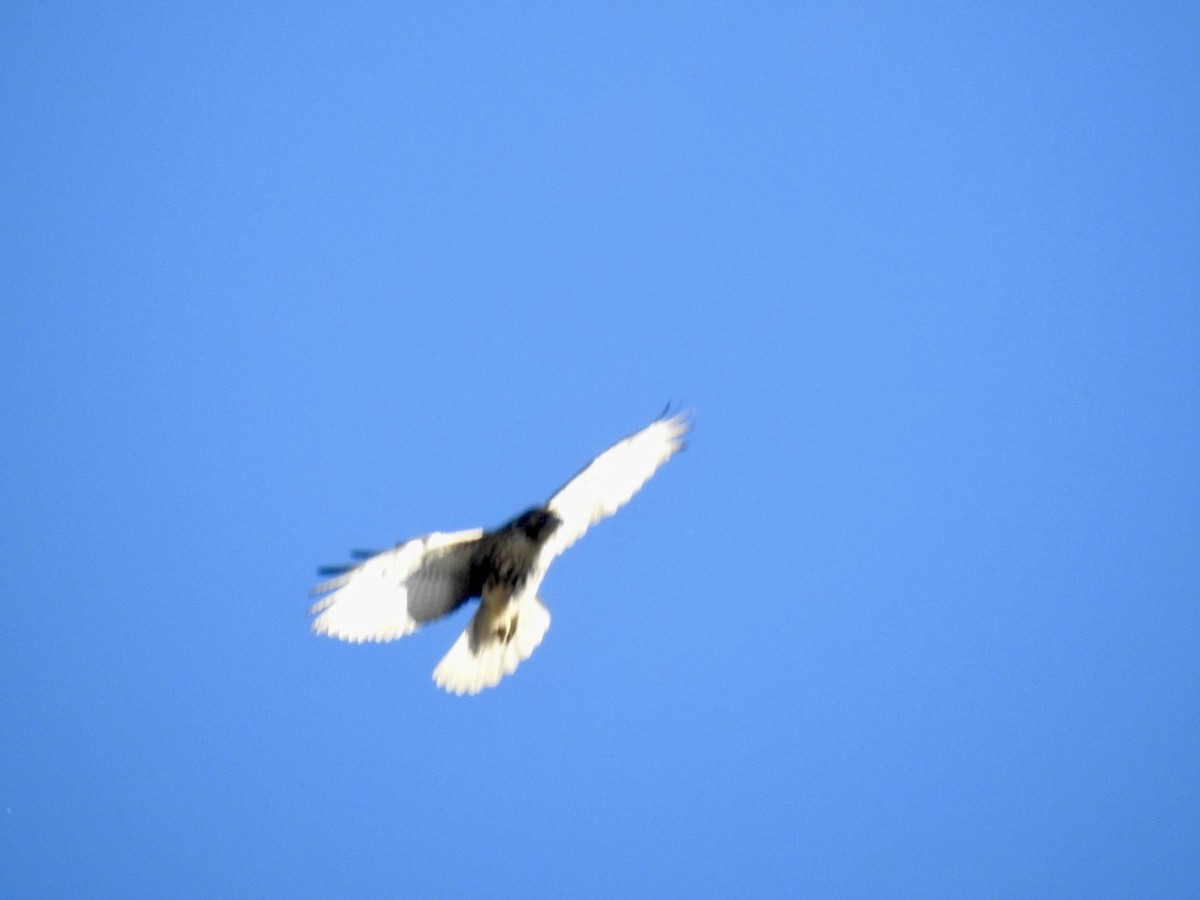 Red-tailed Hawk - Alan Pollard