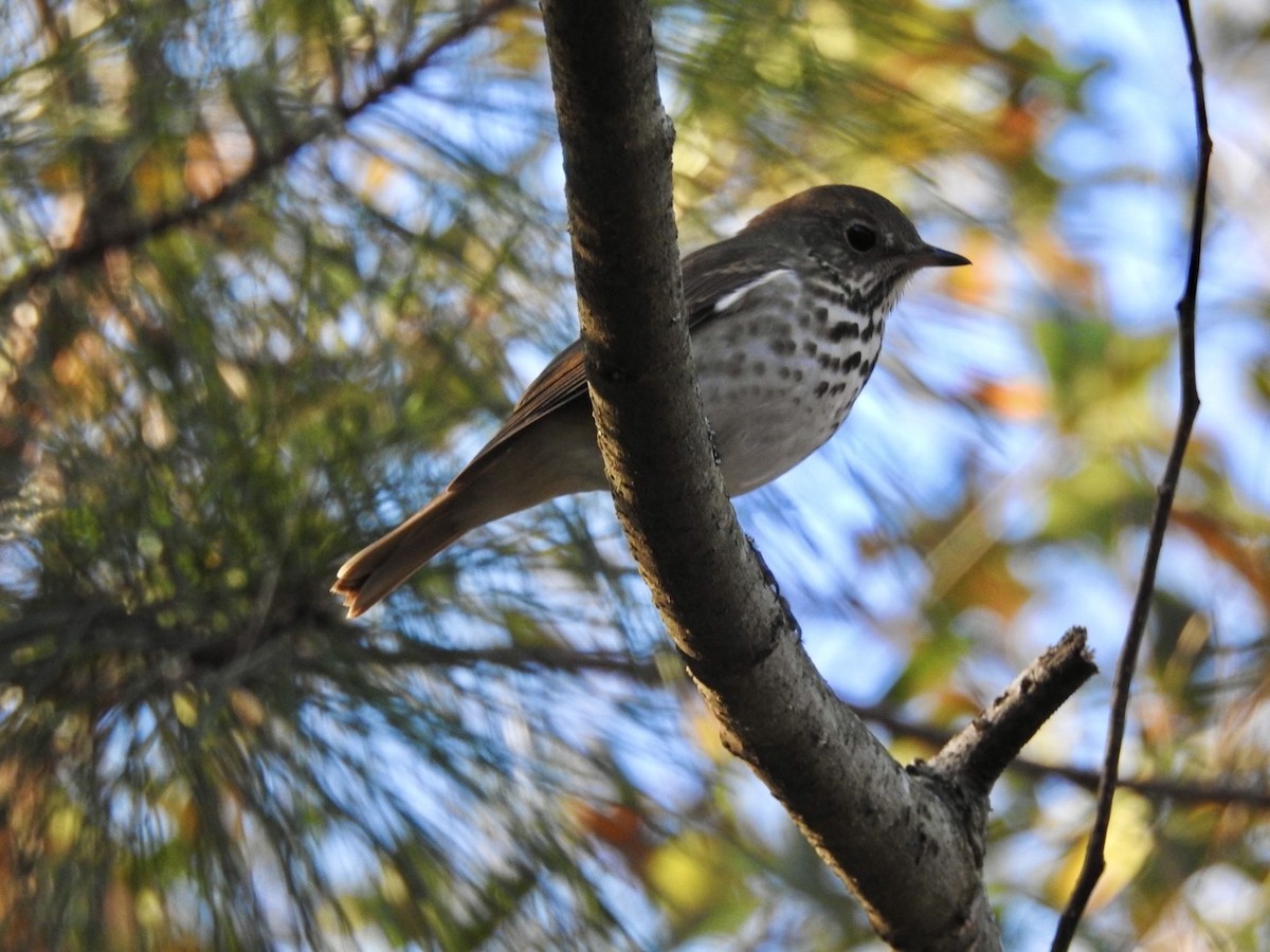 Hermit Thrush - Alan Pollard