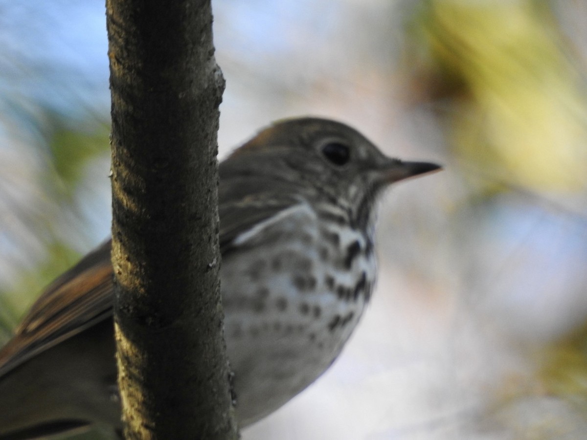 Hermit Thrush - Alan Pollard