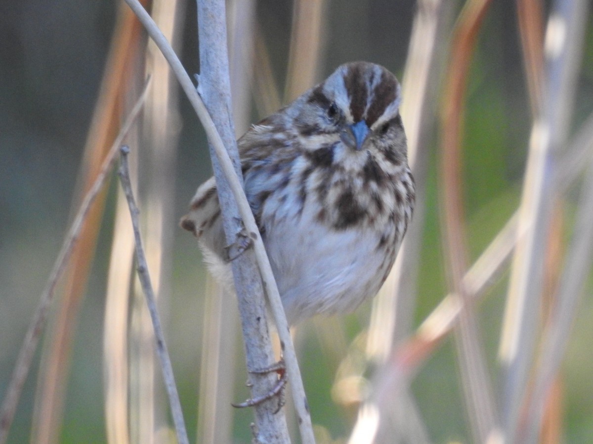 Song Sparrow - ML611914004