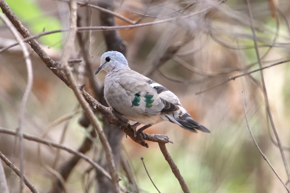Emerald-spotted Wood-Dove - ML611914012