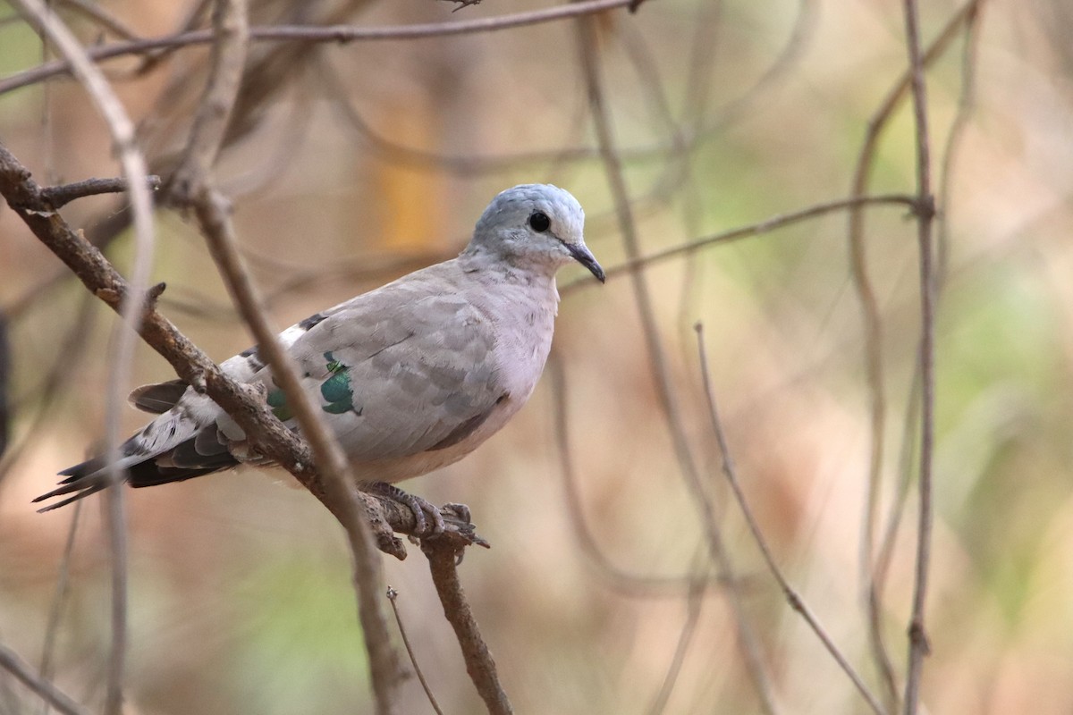 Emerald-spotted Wood-Dove - ML611914013