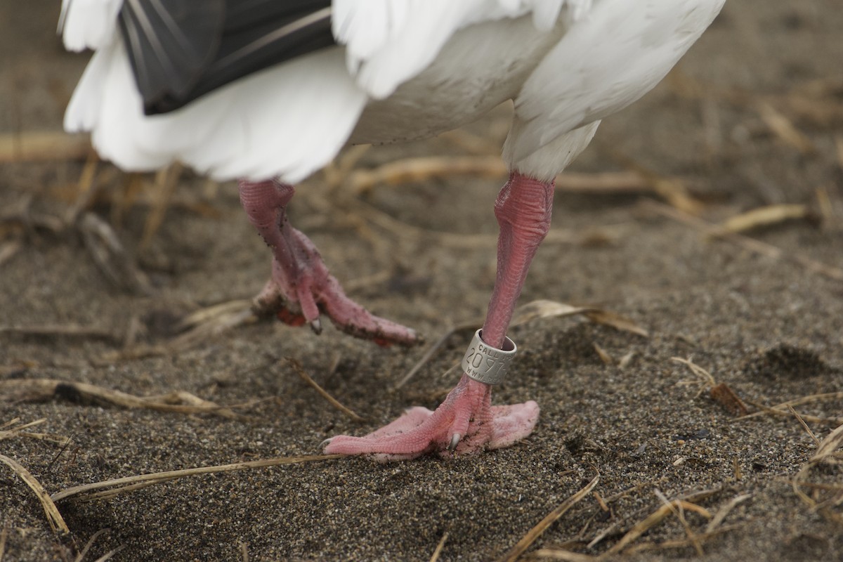 Snow Goose - ML611914032