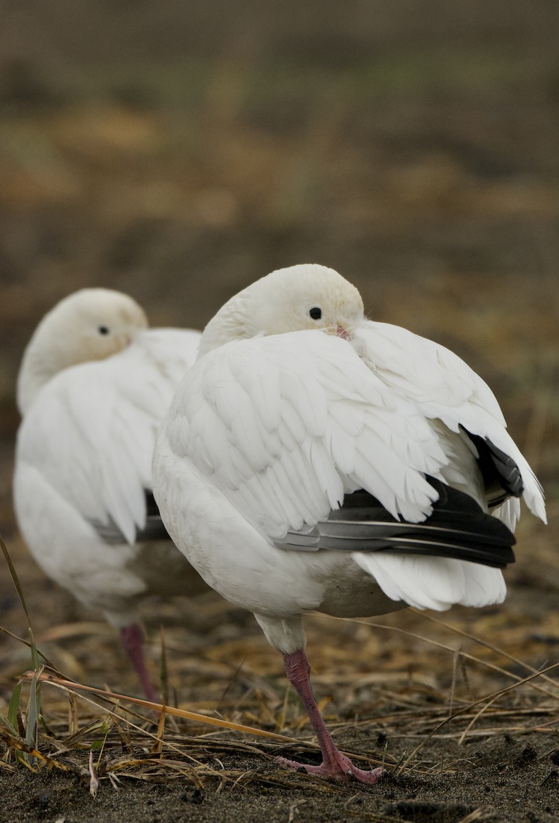 Snow Goose - ML611914033