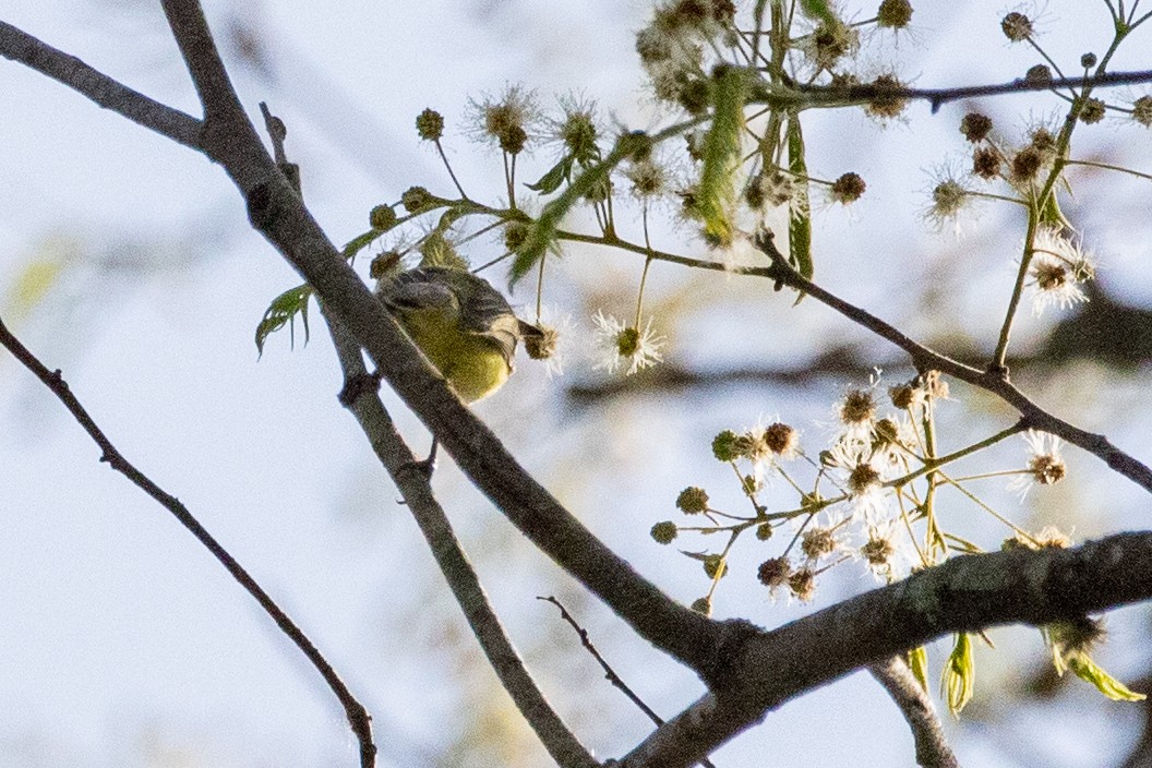 Minas Gerais Tyrannulet - ML611914063