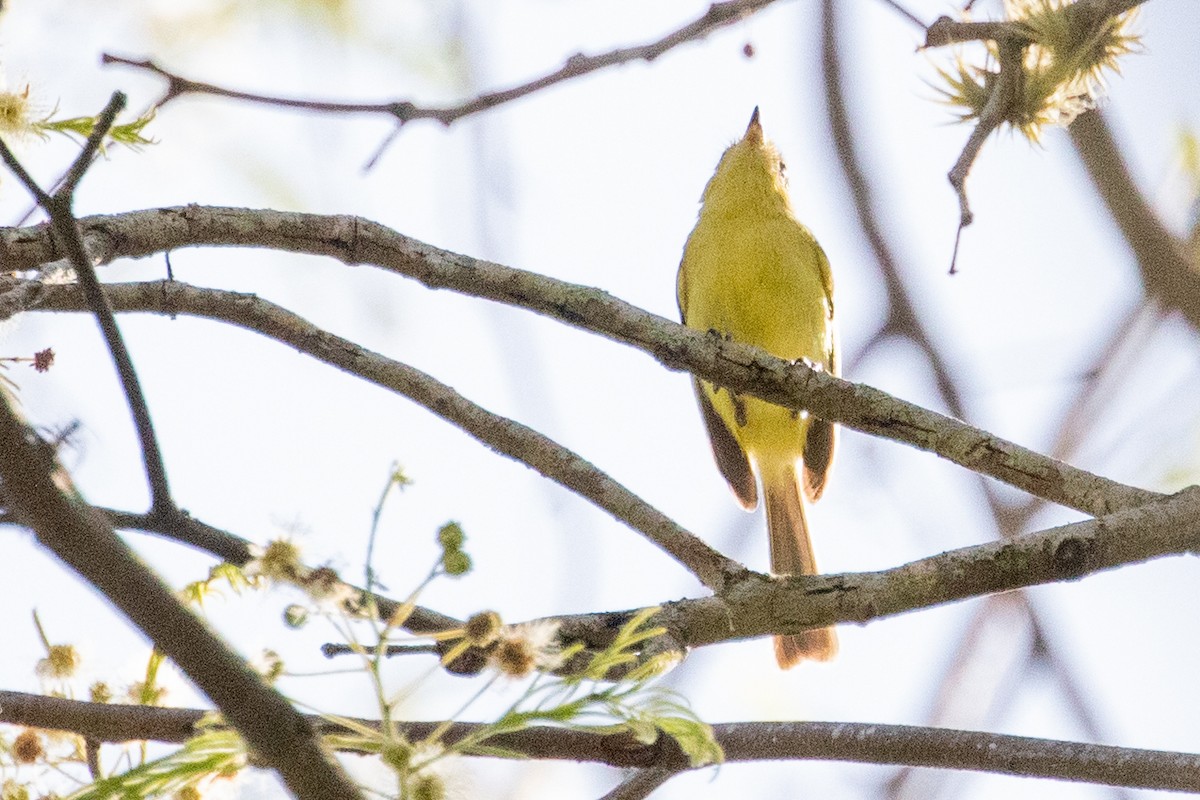 Minas Gerais Tyrannulet - ML611914069