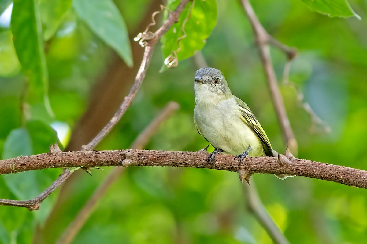 Gray-headed Elaenia - Fábio Giordano