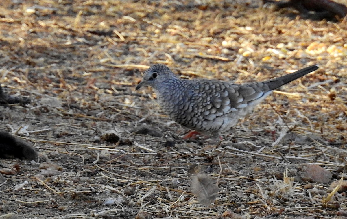 Scaled Dove - Bob Curry