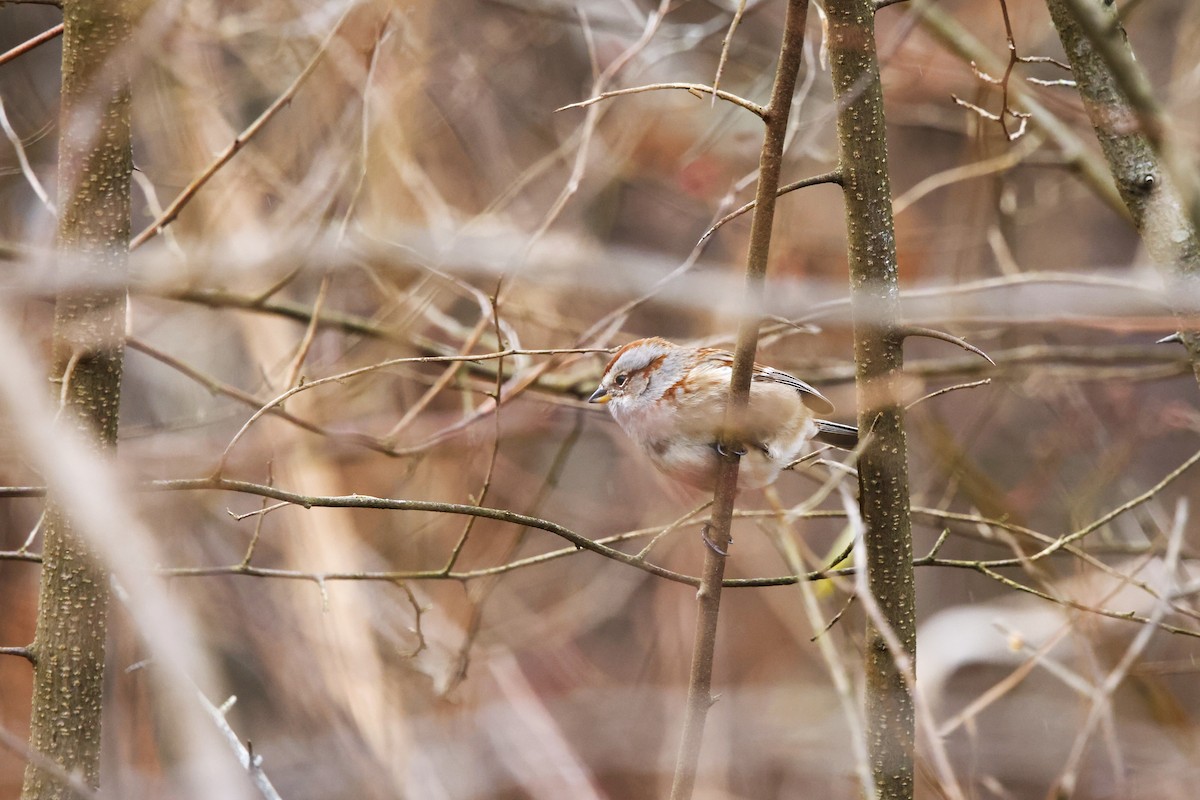 American Tree Sparrow - ML611914305