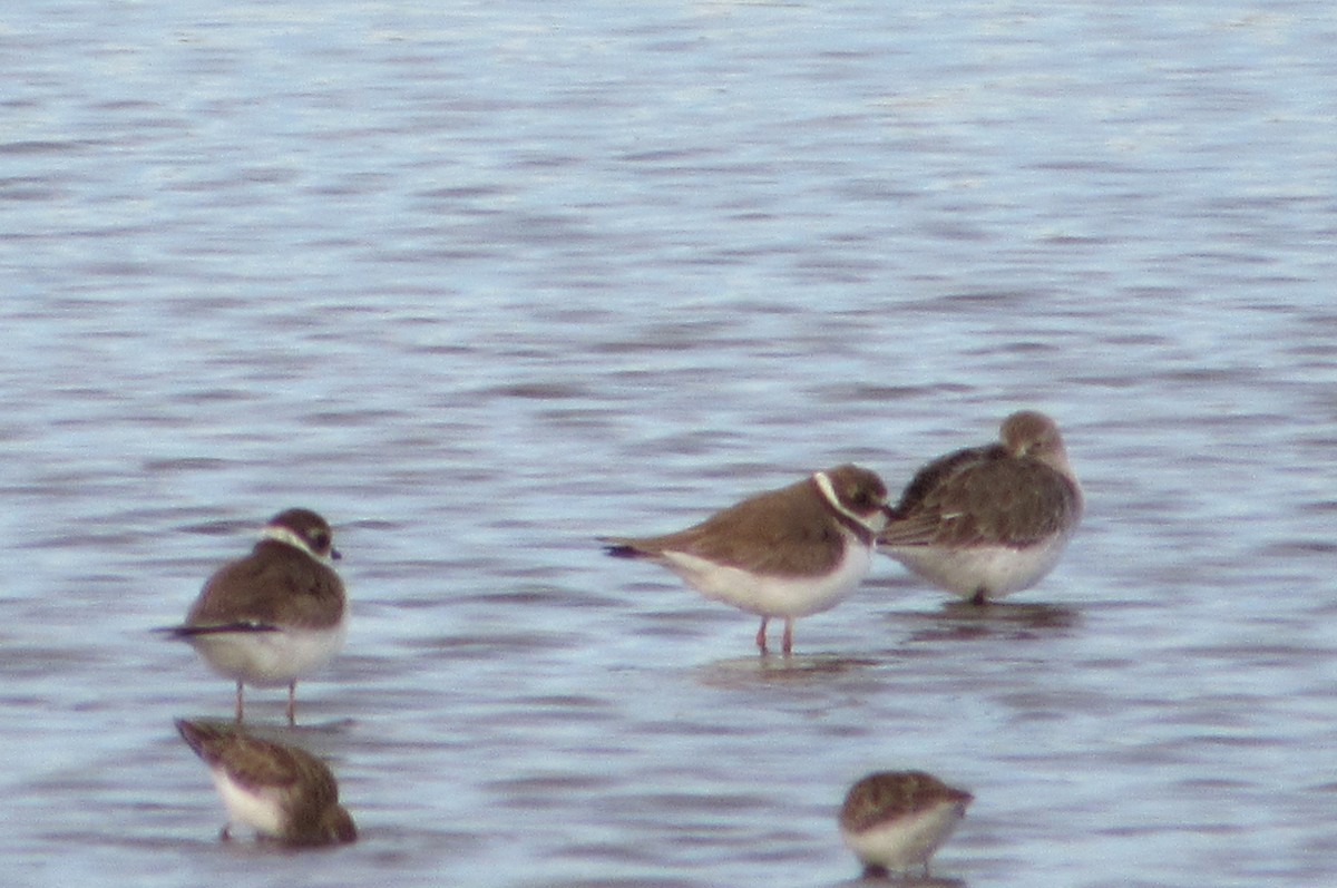 Semipalmated Plover - ML611914401