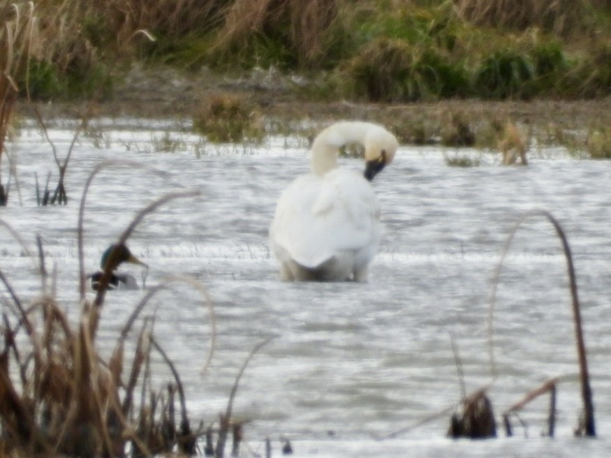 Tundra Swan - ML611914414