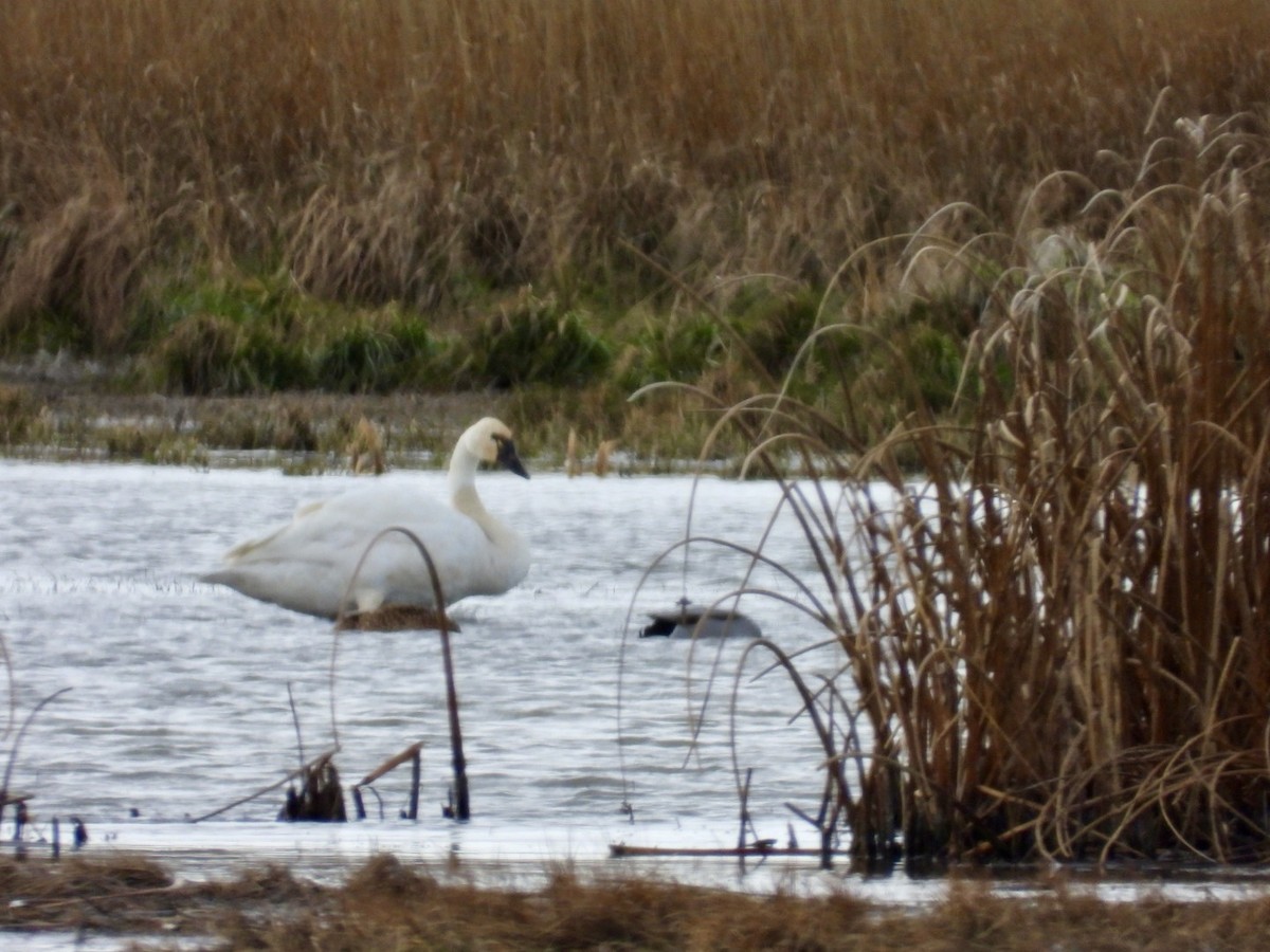 Tundra Swan - ML611914415