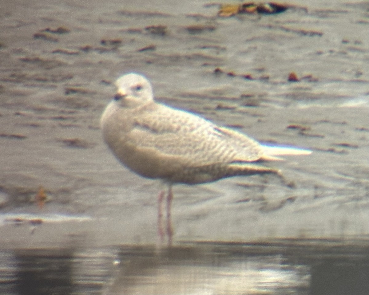 Gaviota Groenlandesa (kumlieni) - ML611914422