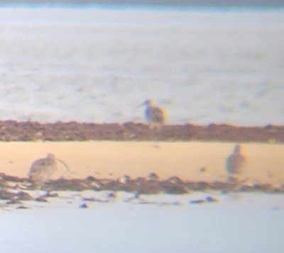 黦鷸 - ML611914450