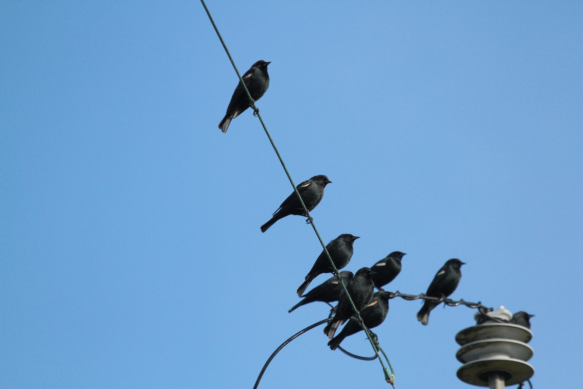 Tricolored Blackbird - Tim Bray