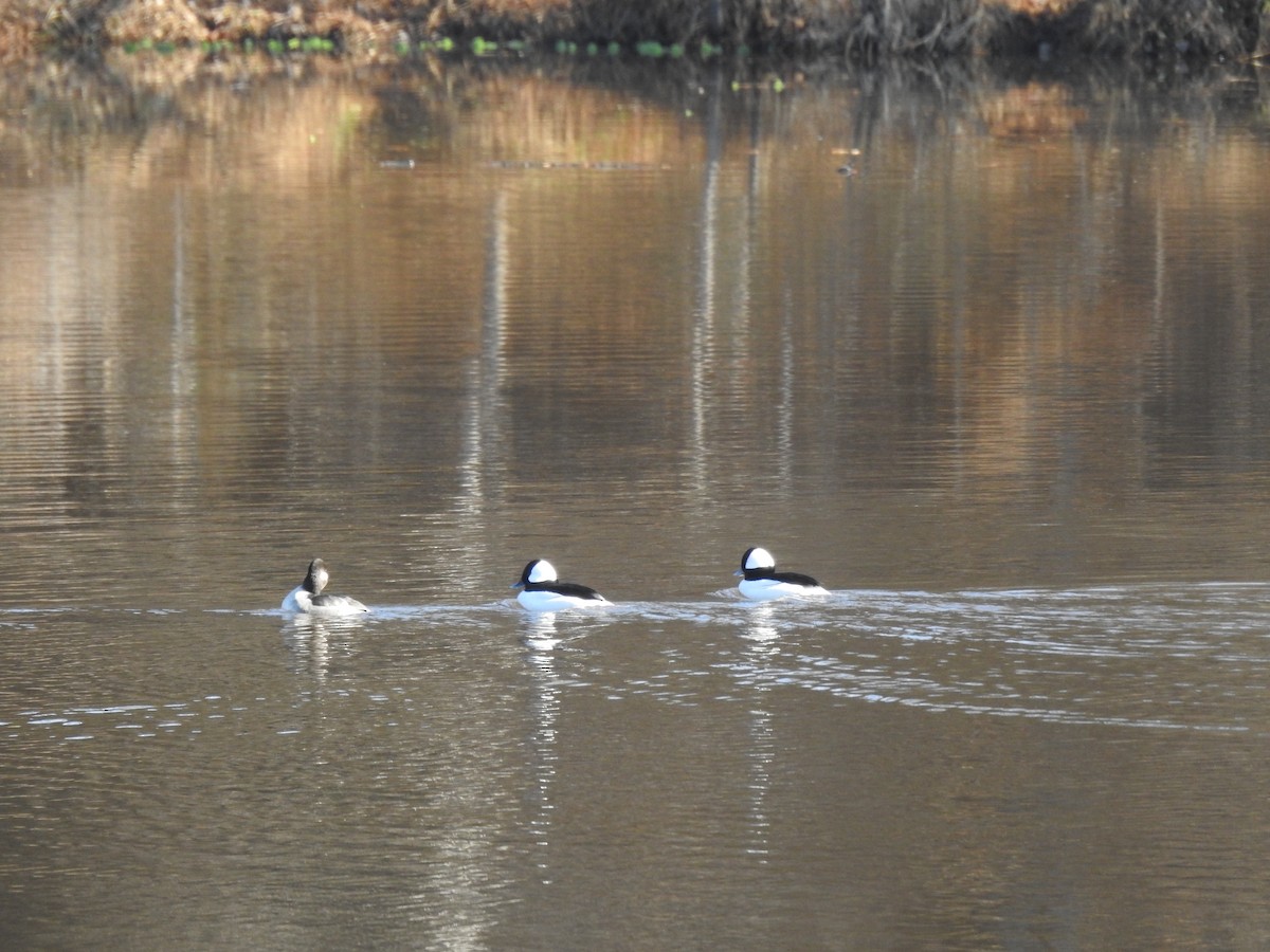 Bufflehead - ML611914678