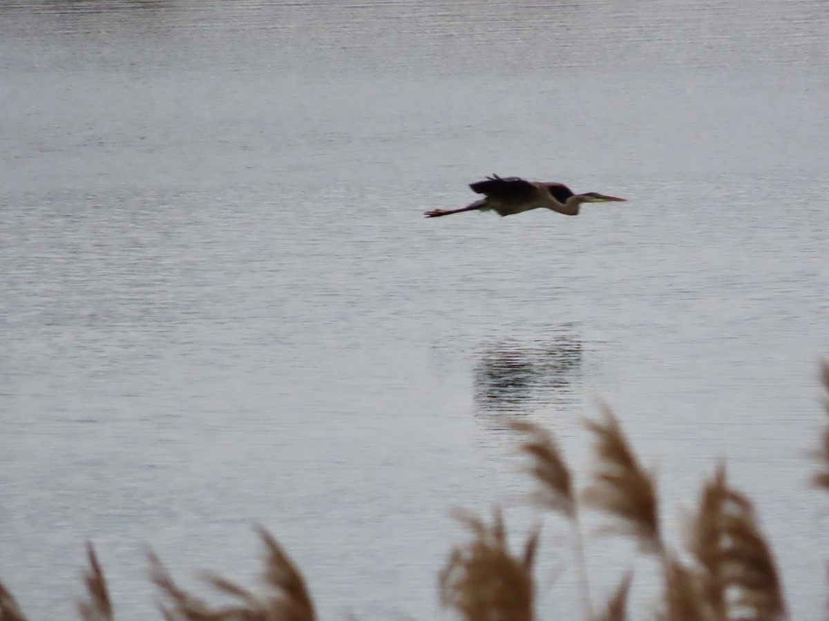 Great Blue Heron - ML611914695