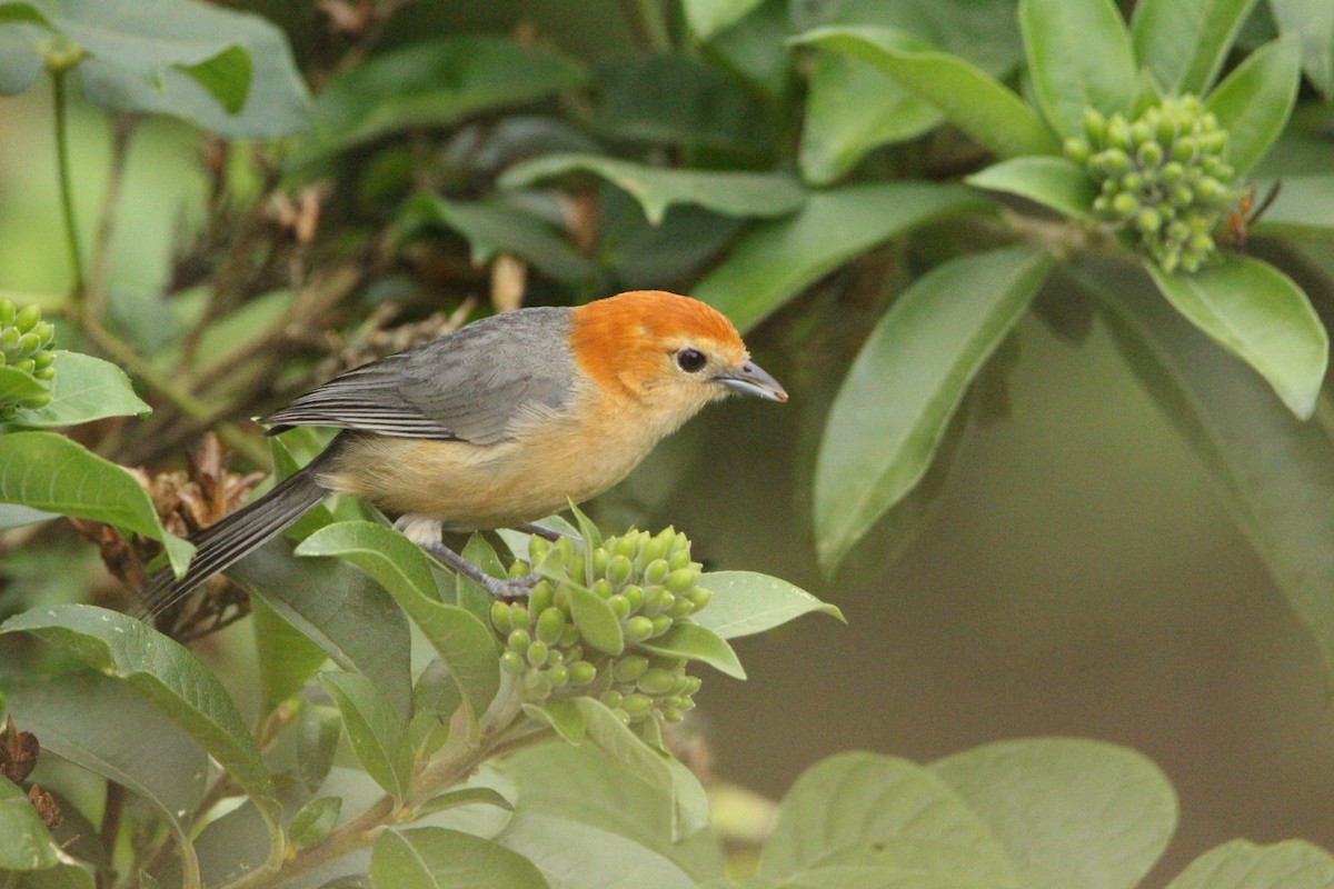 Buff-bellied Tanager - Danny Byrne