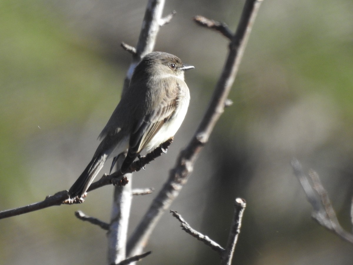 Eastern Phoebe - Anonymous