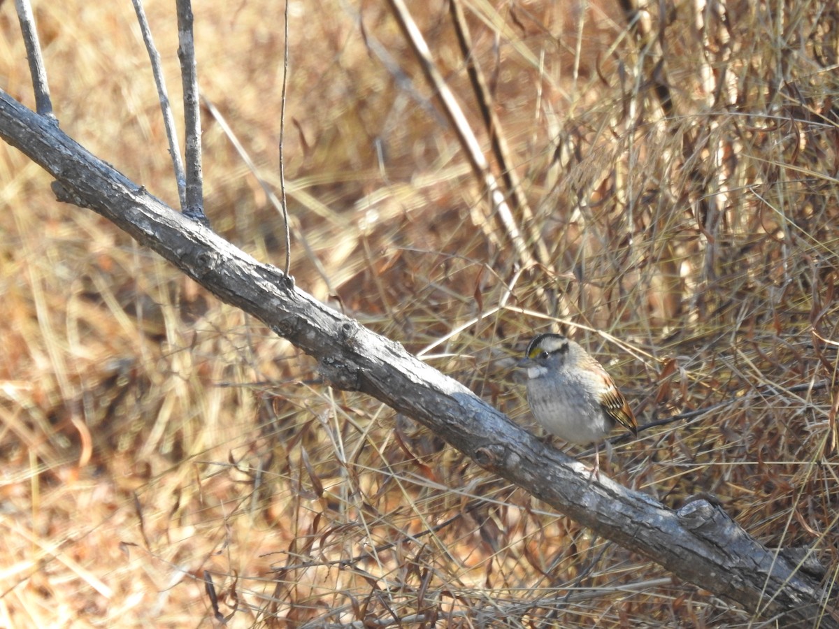 White-throated Sparrow - ML611914840