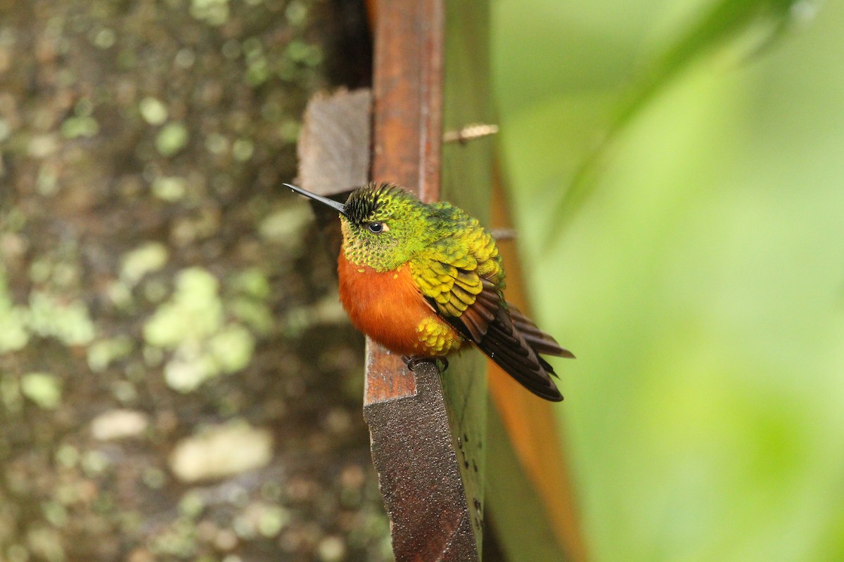 kolibřík peruánský - ML611914958