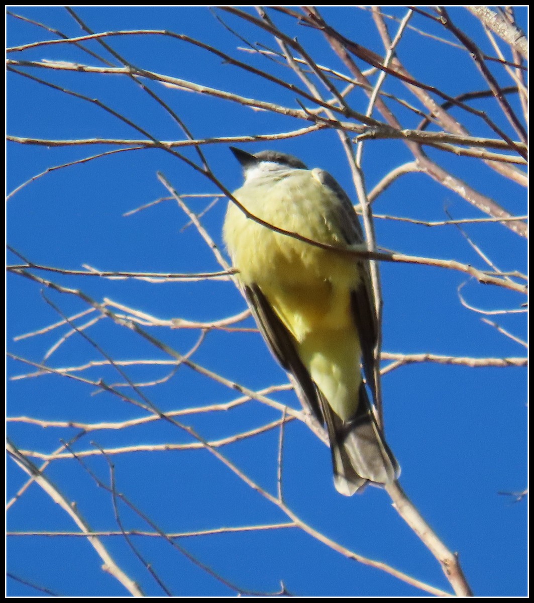 Cassin's Kingbird - ML611914965