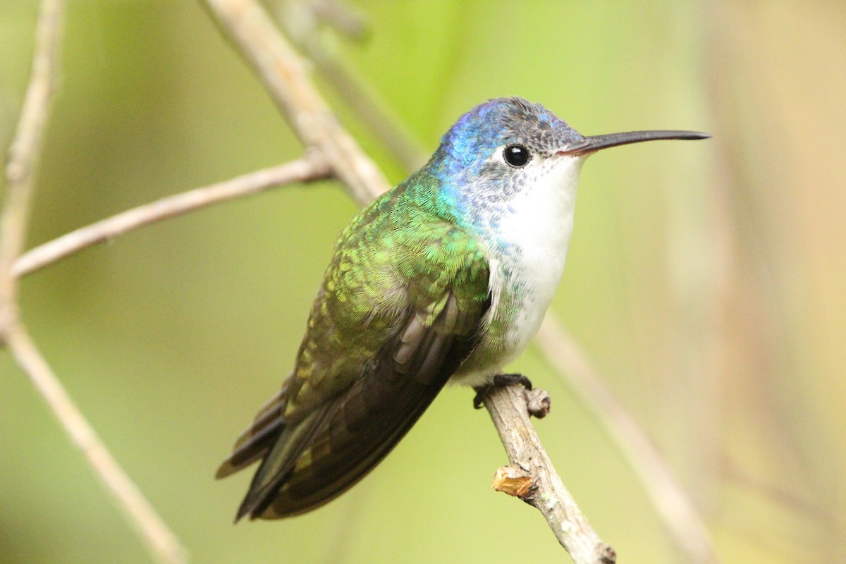 kolibřík andský - ML611914975