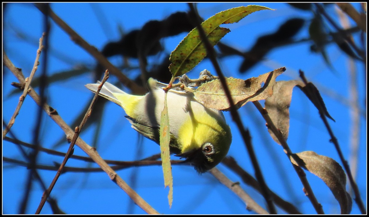 Swinhoe's White-eye - ML611914998