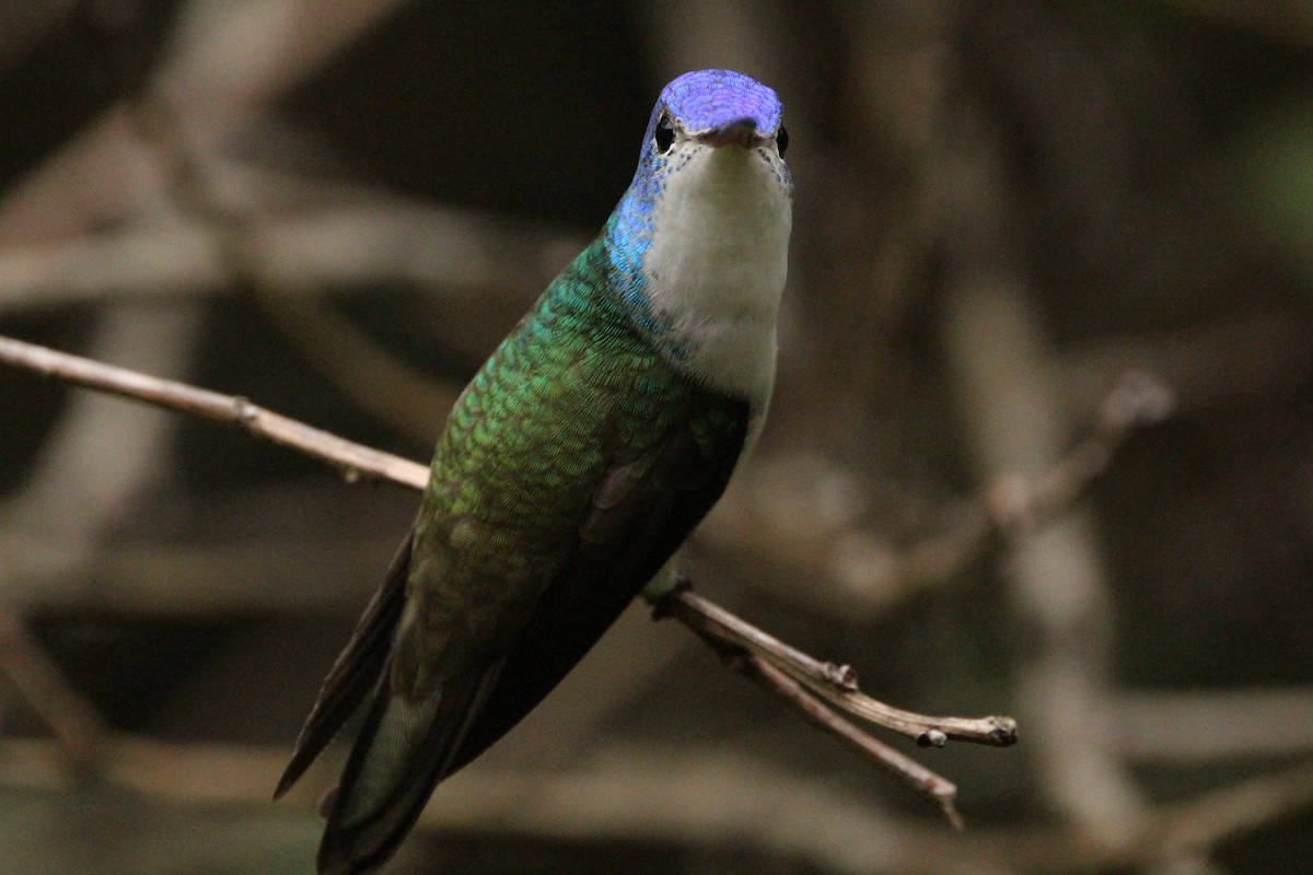 Andean Emerald - ML611915003