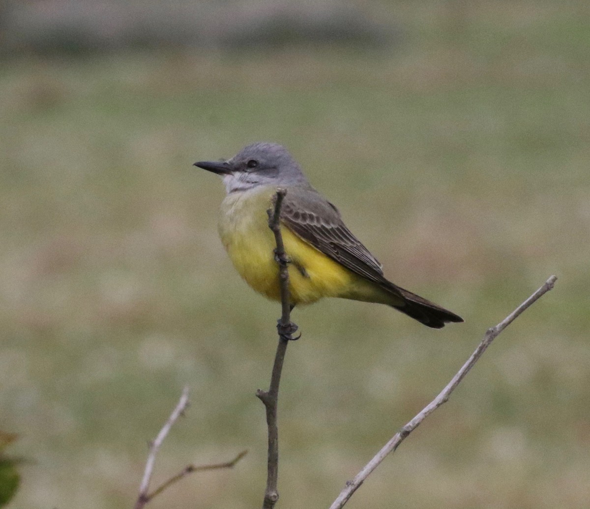 Western Kingbird - ML611915009