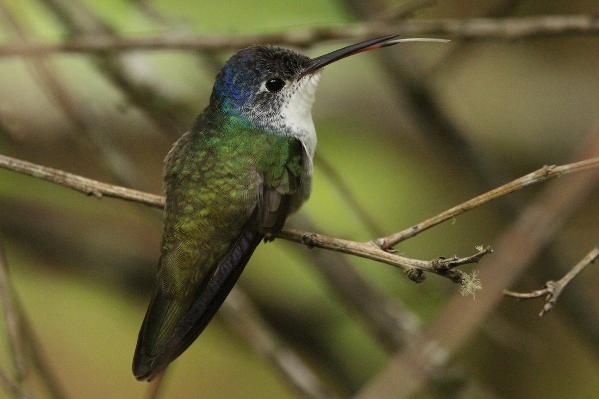 kolibřík andský - ML611915020