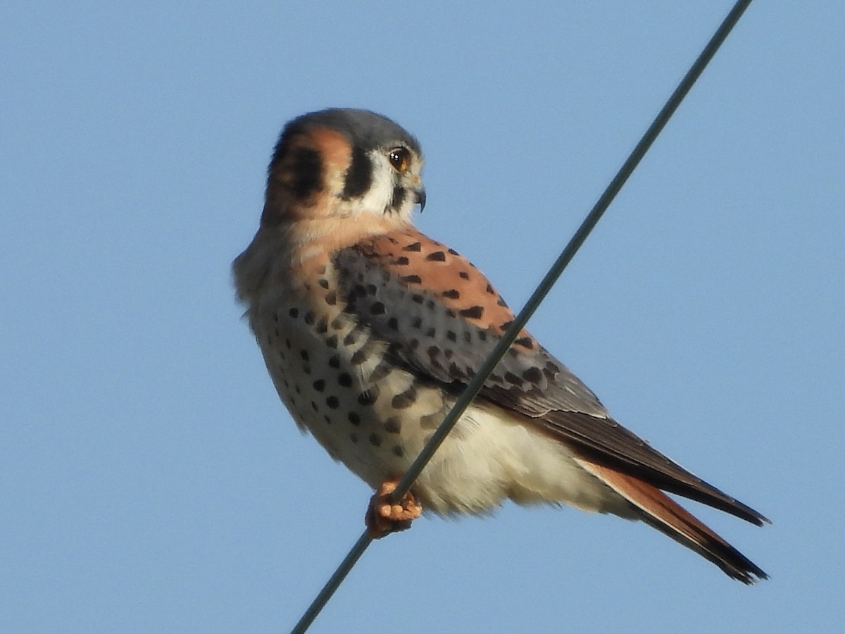 American Kestrel - ML611915087