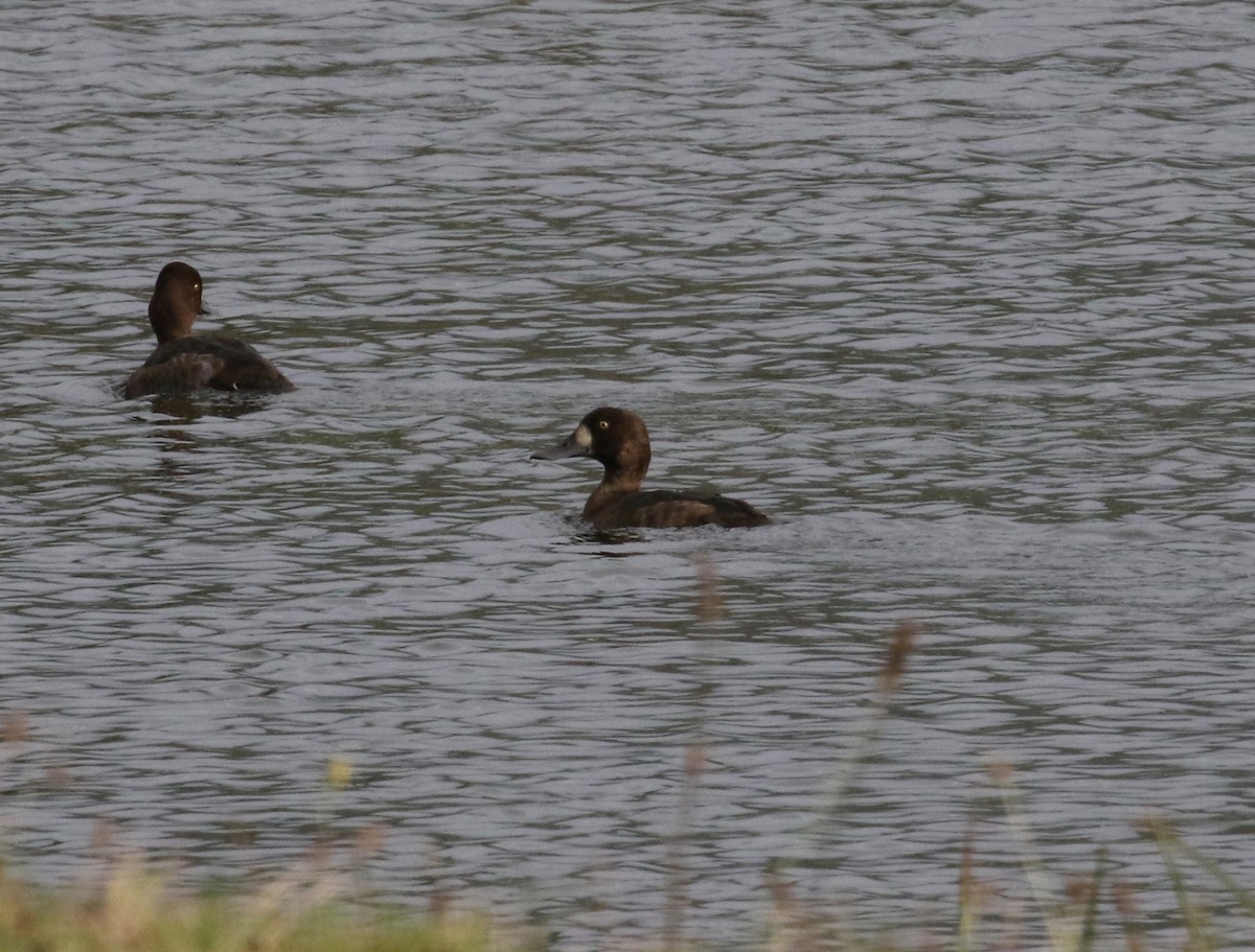 Greater Scaup - ML611915113