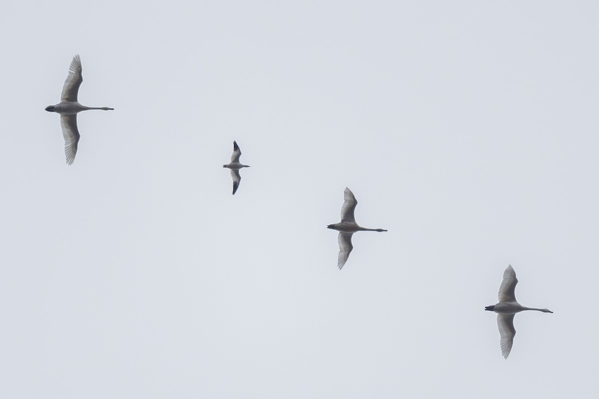 Ross's Goose - Ian Campbell