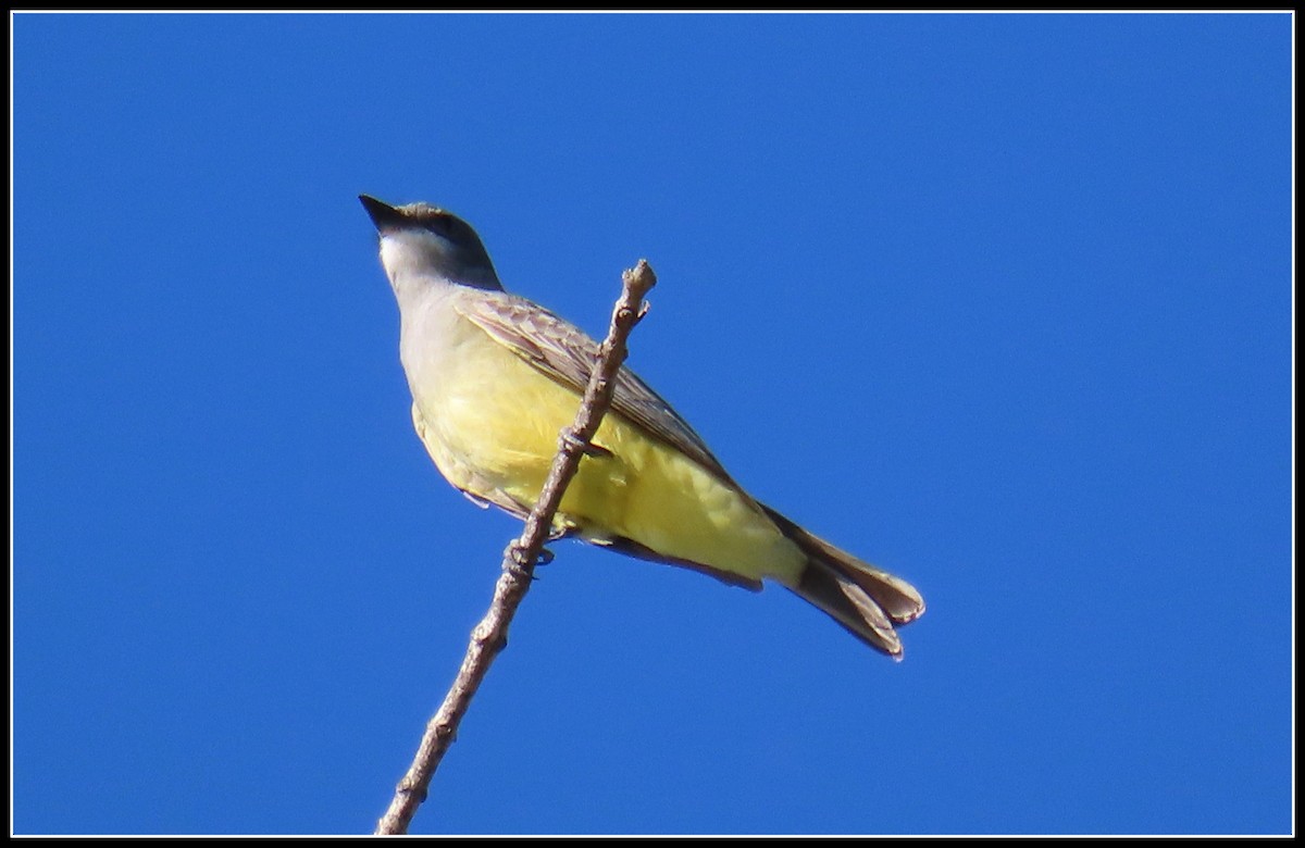 Cassin's Kingbird - Peter Gordon